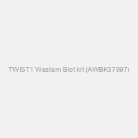 TWIST1 Western Blot kit (AWBK37997)